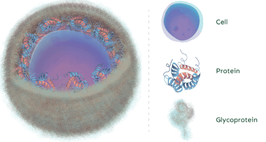 Ilustration of a glycan structure